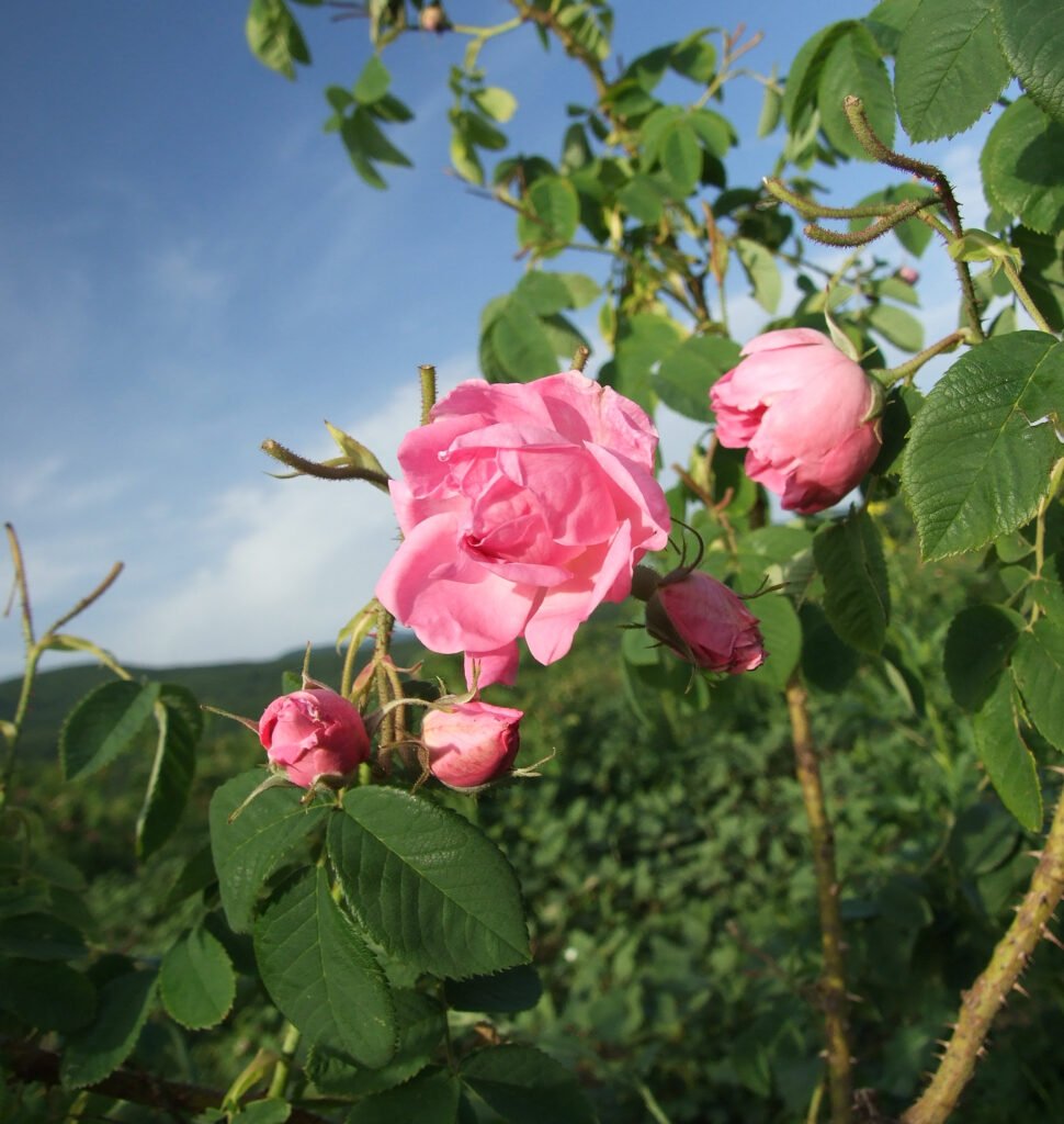 Rosa Damascena nella Valle delle Rose in Bulgaria